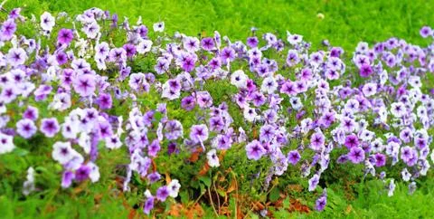 Flowers Stock Photos