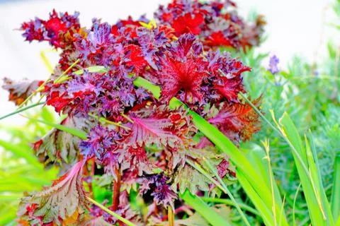 Flowers Stock Photos