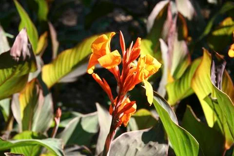 Flowers Stock Photos