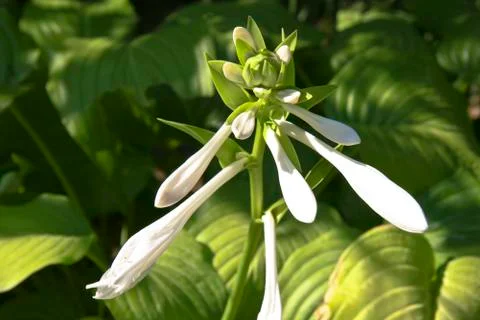 Flowers Stock Photos