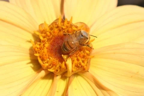 Flowers Stock Photos