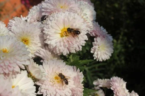 Flowers Stock Photos