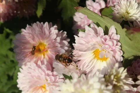 Flowers 스톡 사진