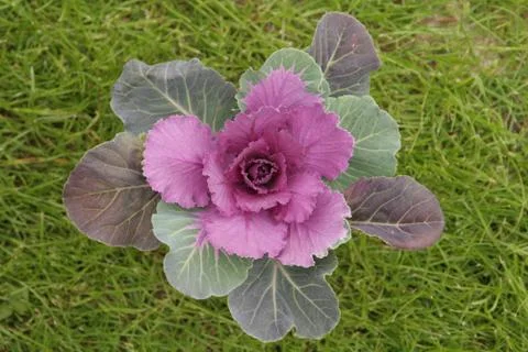 Flowers Stock Photos