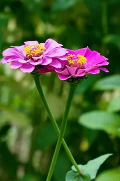 Flowers Stock Photos