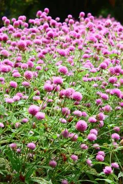 Flowers Stock Photos