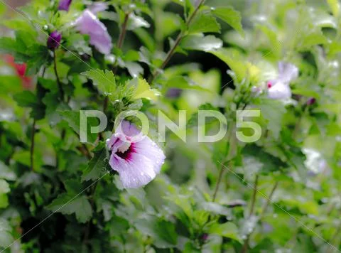 Flowers Stock Photos