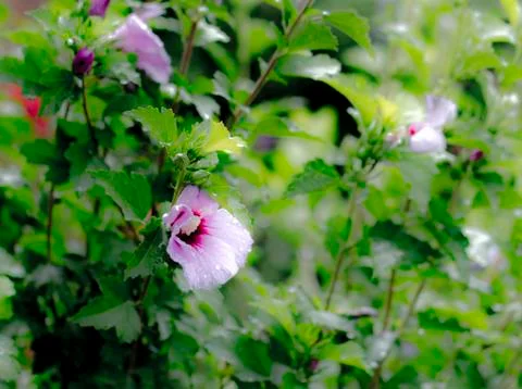 Flowers Stock Photos