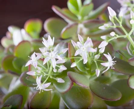 Flowers Stock Photos