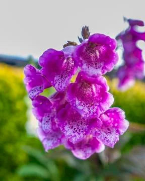 Flowers Foto stock
