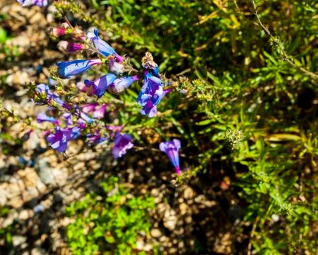 Flowers Foto stock