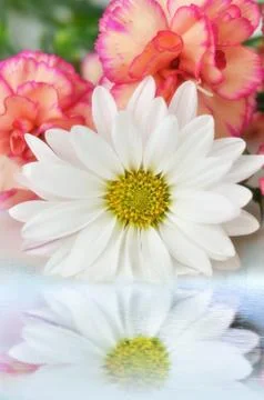 Flowers Stock Photos