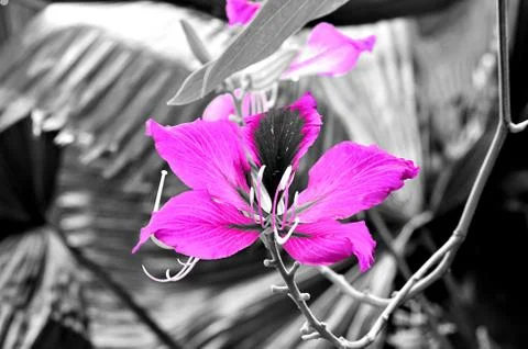 Flowers 写真素材