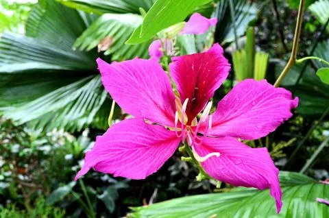 Flowers 写真素材