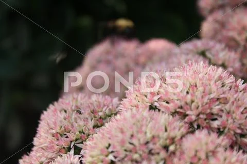 Flowers Stock Photos