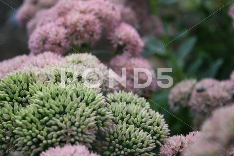 Flowers Stock Photos