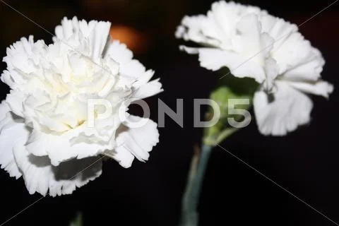 Flowers Stock Photos