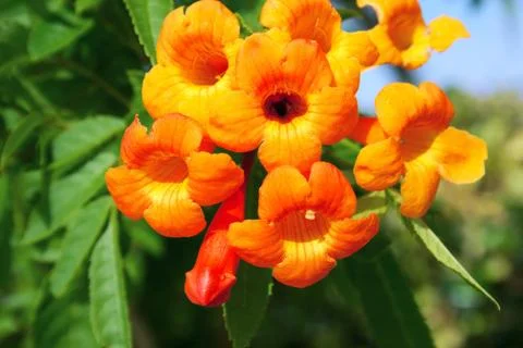 Flowers Stock Photos