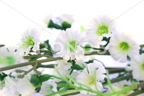 Flowers Stock Photos