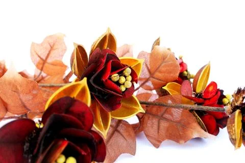 Flowers Stock Photos