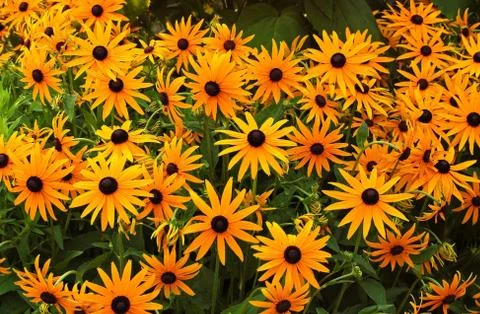Flowers Stock Photos