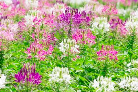 Flowers Stock Photos