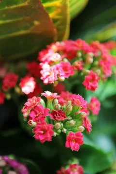 Flowers Stock Photos