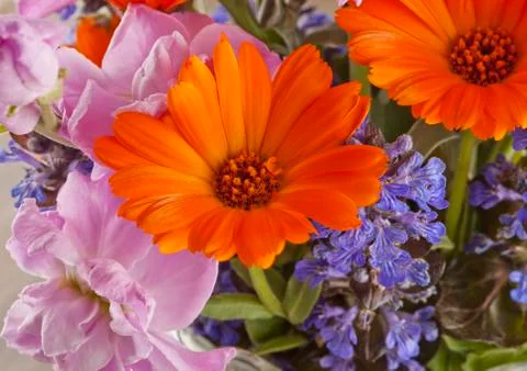 Flowers Stock Photos