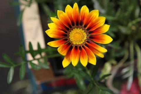 Flowers Stock Photos