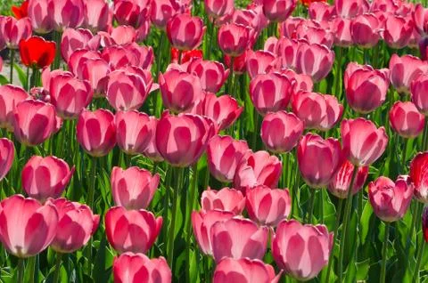 Flowers Foto stock