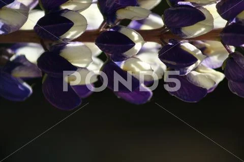 Flower's Stock Photos