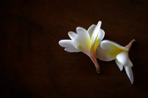 Flowers Stock Photos