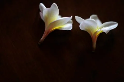 Flowers Stock Photos