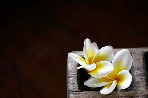 Flowers Stock Photos