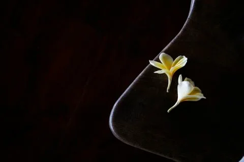 Flowers 写真素材