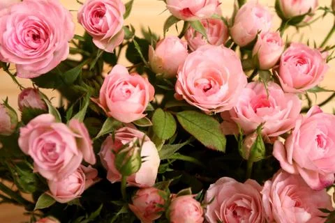 Flowers Stock Photos