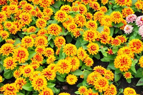 Flowers Stock Photos