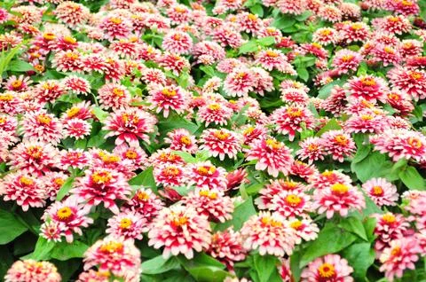 Flowers Stock Photos