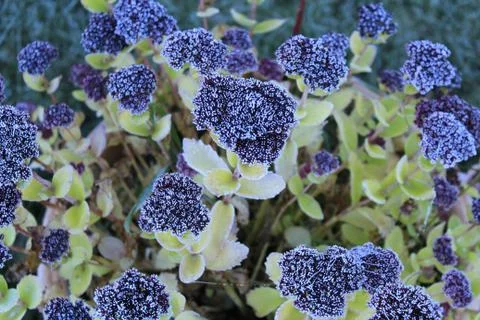 Flowers Stock Photos