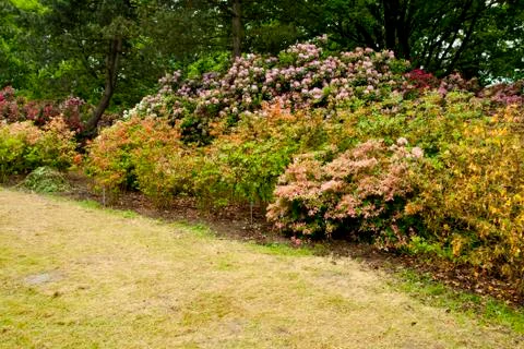 Flowers Stock Photos