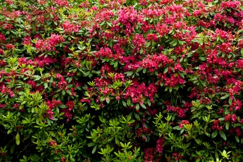 Flowers Stock Photos