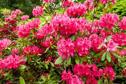 Flowers Stock Photos