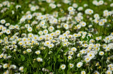 Flowers Stock Photos