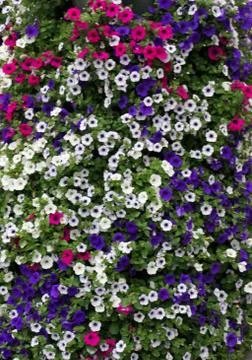 Flowers Stock Photos