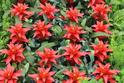 Flowers Stock Photos