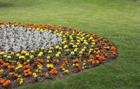 Flowers Stock Photos