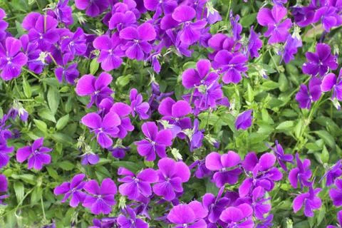 Flowers Stock Photos