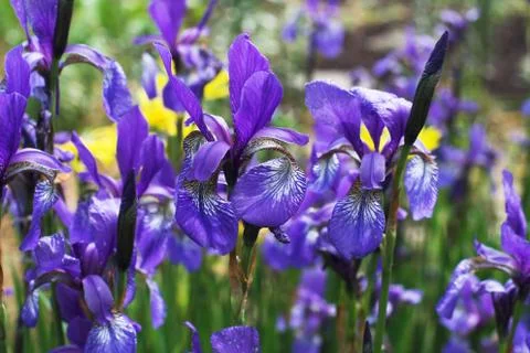 Flowers Stock Photos