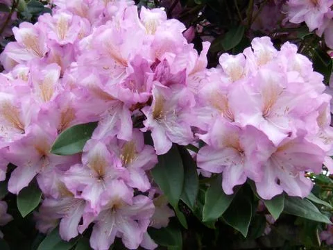 Flowers Stock Photos