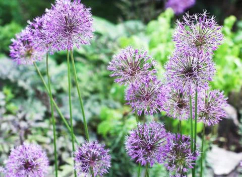 Flowers Stock Photos